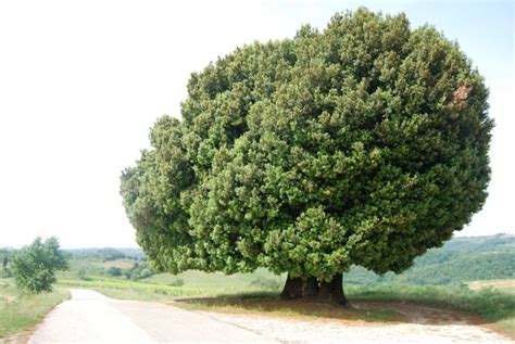 foto di fendi leccio|leccio tuscany.